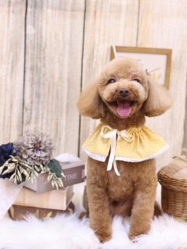 20241008マロンくん